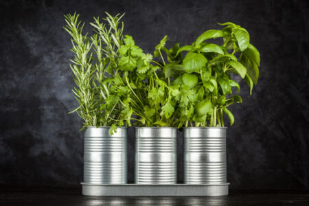 Spring’s Healing Herbs Image